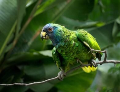 Barbados 2018 January