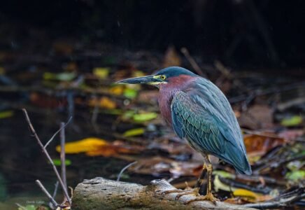 Green Heron at Indian River.
