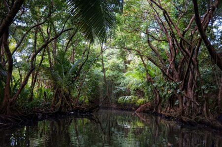 Mangrove trees on Indian River near Portsmouth, a beautiful place to visit, one of filming sites for the "Pirates of the Caribbean".